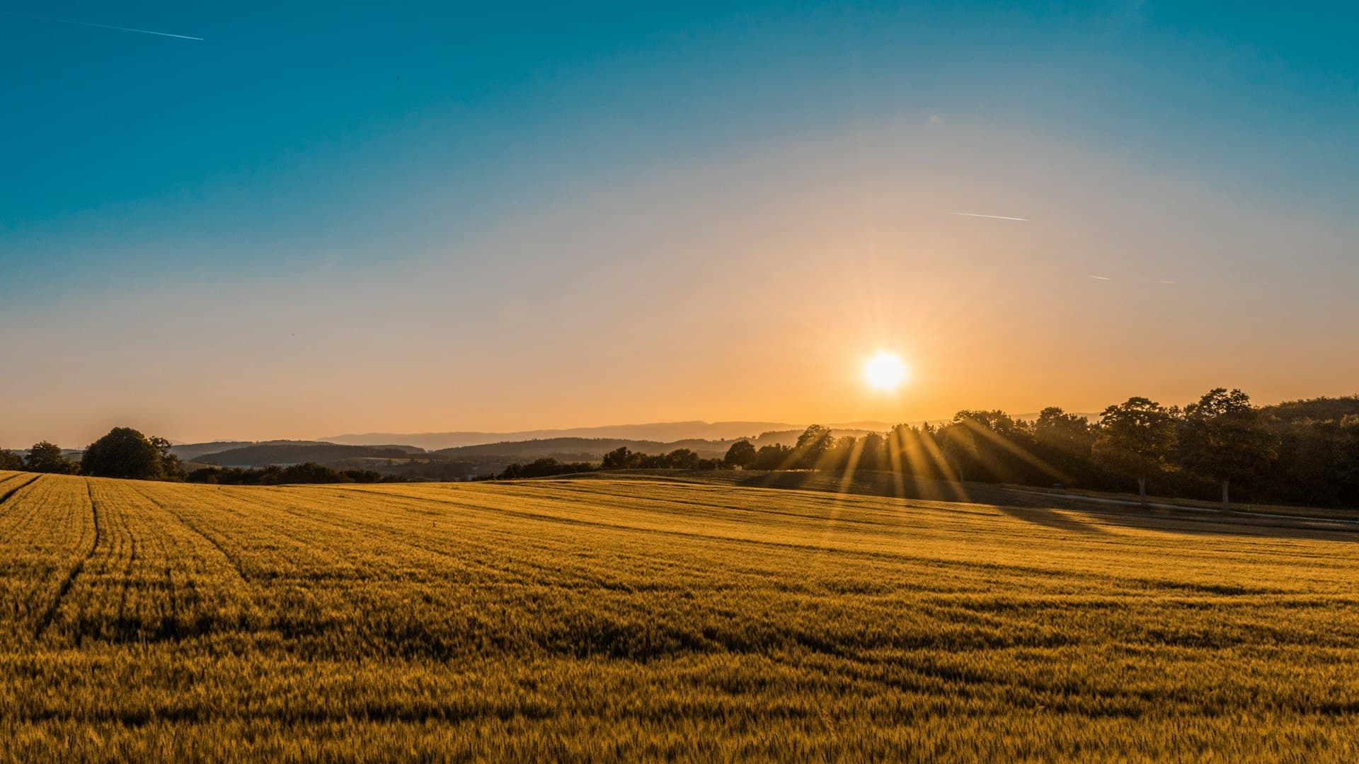 Golden farmland at sunset